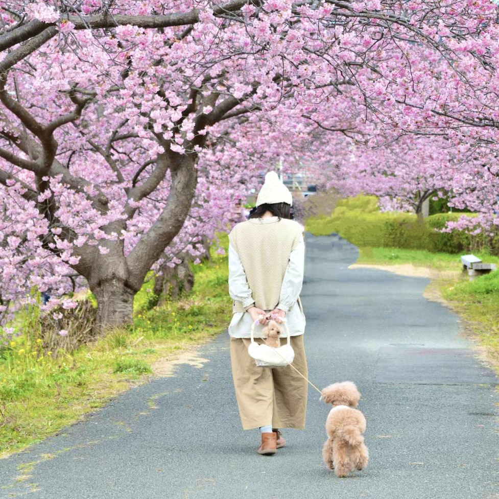 桜の続く道