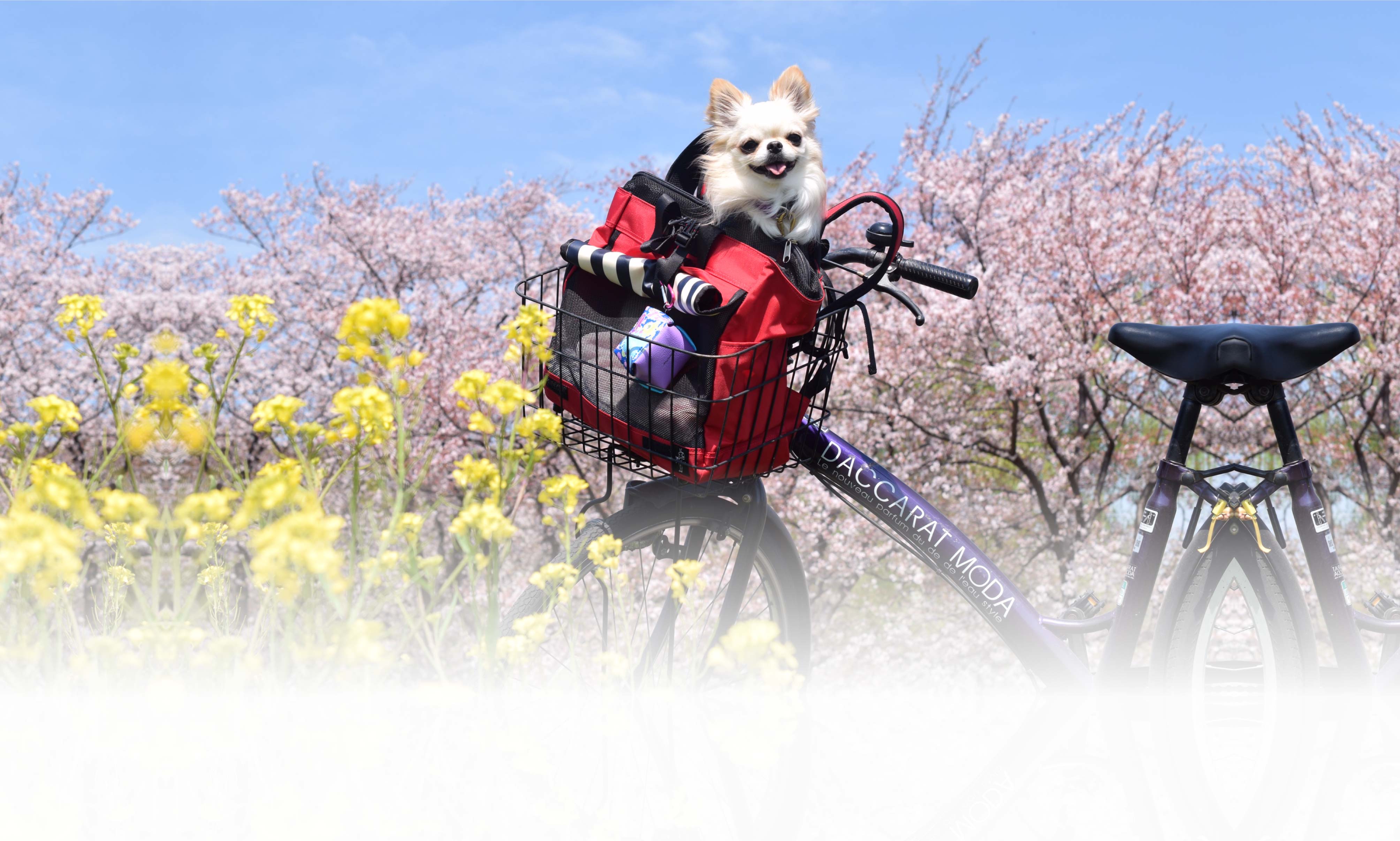 <strong><strong>春の愛犬との旅行</strong></strong> 画像 1