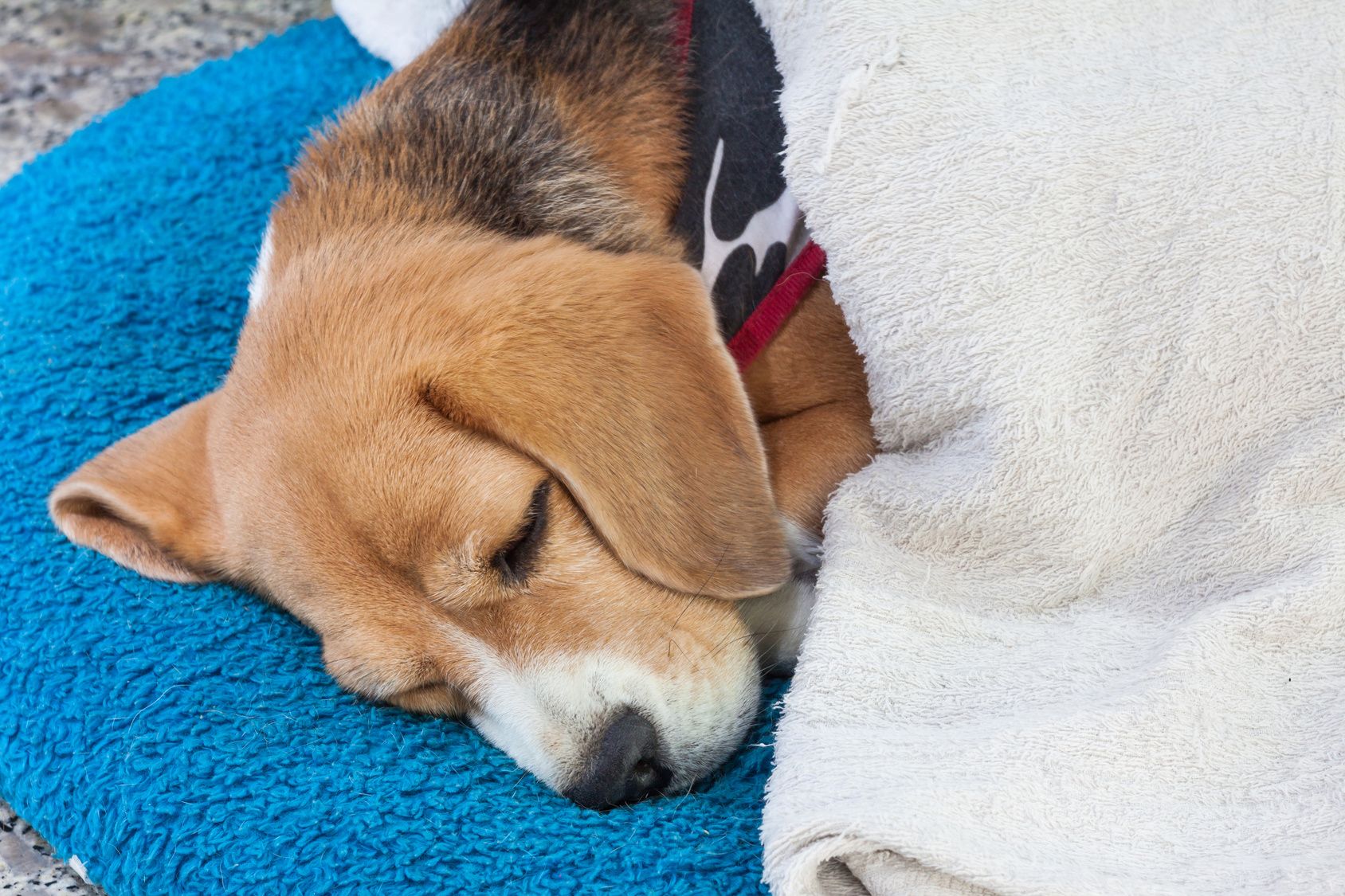 Beagle sleeping, wearing cloth,cover with blanket, on blue cusion