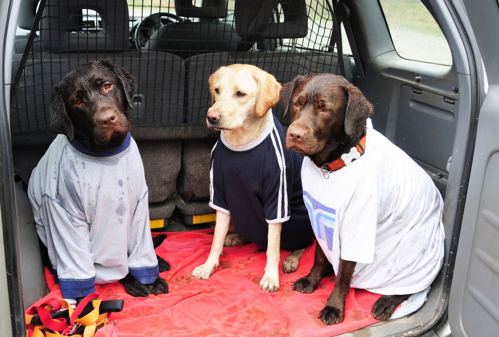 愛犬とのドライブで用意しておきたい、車の汚れ予防グッズとは？