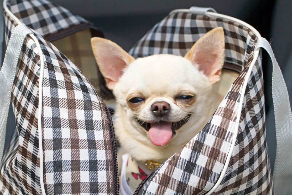 happy dog in bag