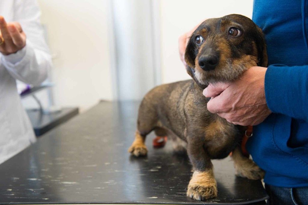 Little dachshund is having fear for the veterinarian