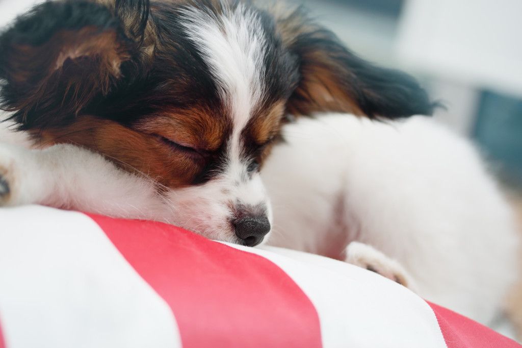 Portrait Little puppy dog breed papillon, close-up