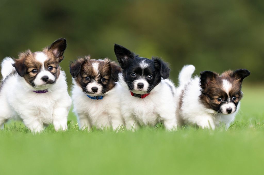 Four young purebred brown and white papillon continental toy spaniel dog puppies outdoors on grass on a sunny summer day.