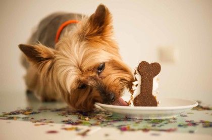 york dog in eats a small birthday cake