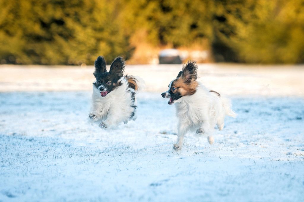 Two happy papillon dogs playing in winter