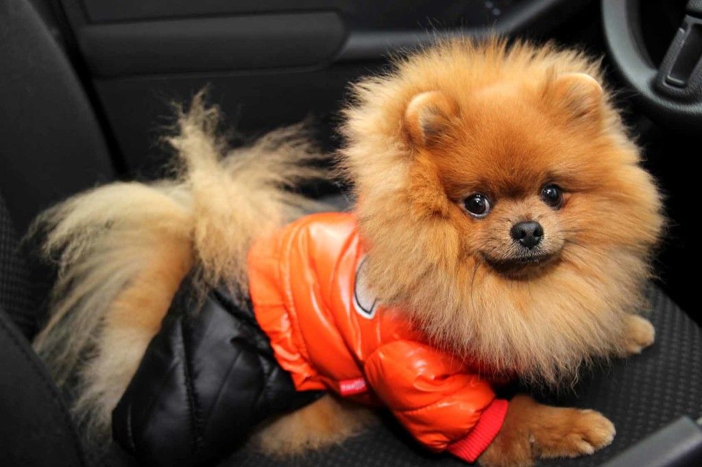 Pomeranian dog in car. Cute dog in car.