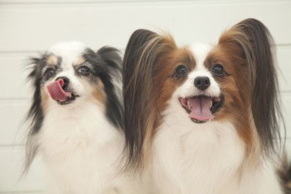 蝶のような華麗な耳のパピヨン 意外とやんちゃな一面も 愛犬との旅行ならイヌトミィ