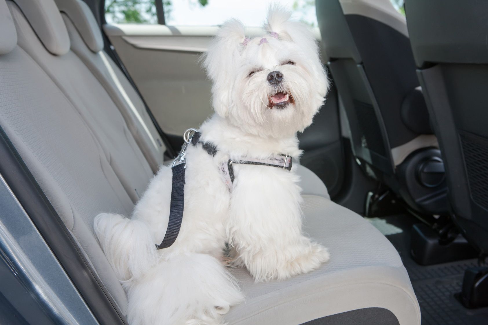 愛犬との旅行をもっと楽しく！車内での抜け毛対策と掃除法