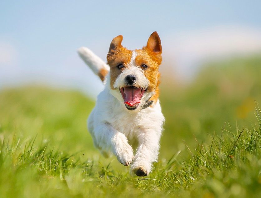 Purebred dog outdoors on a sunny summer day.