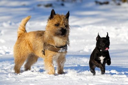 愛犬のための寒さ対策 元気で快適な冬の過ごし方 愛犬との旅行ならイヌトミィ