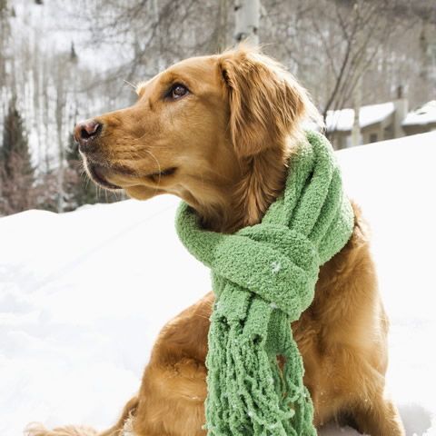 愛犬の冬に向けて　おすすめの寒さ対策グッズ