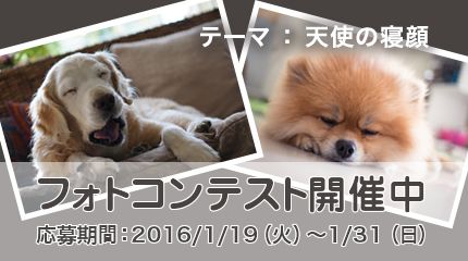 愛犬の写真を投稿してプレゼントをゲットしちゃおう！