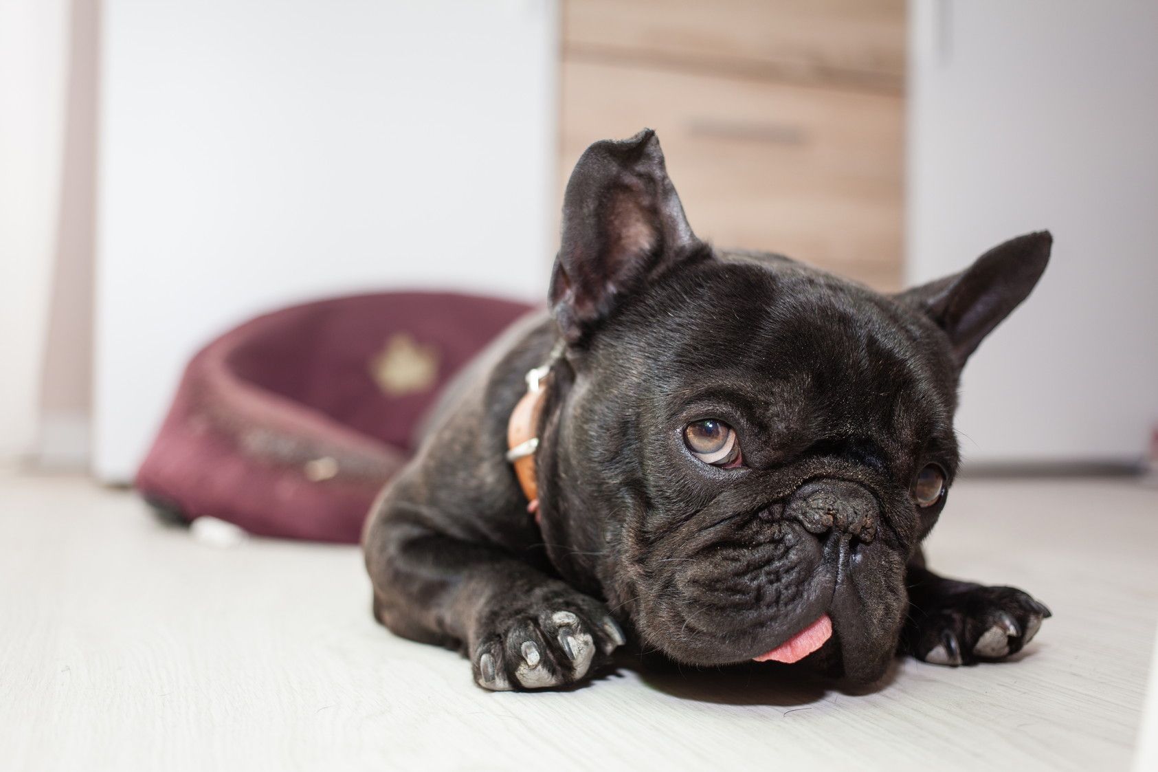 french bulldog sleeping in bed