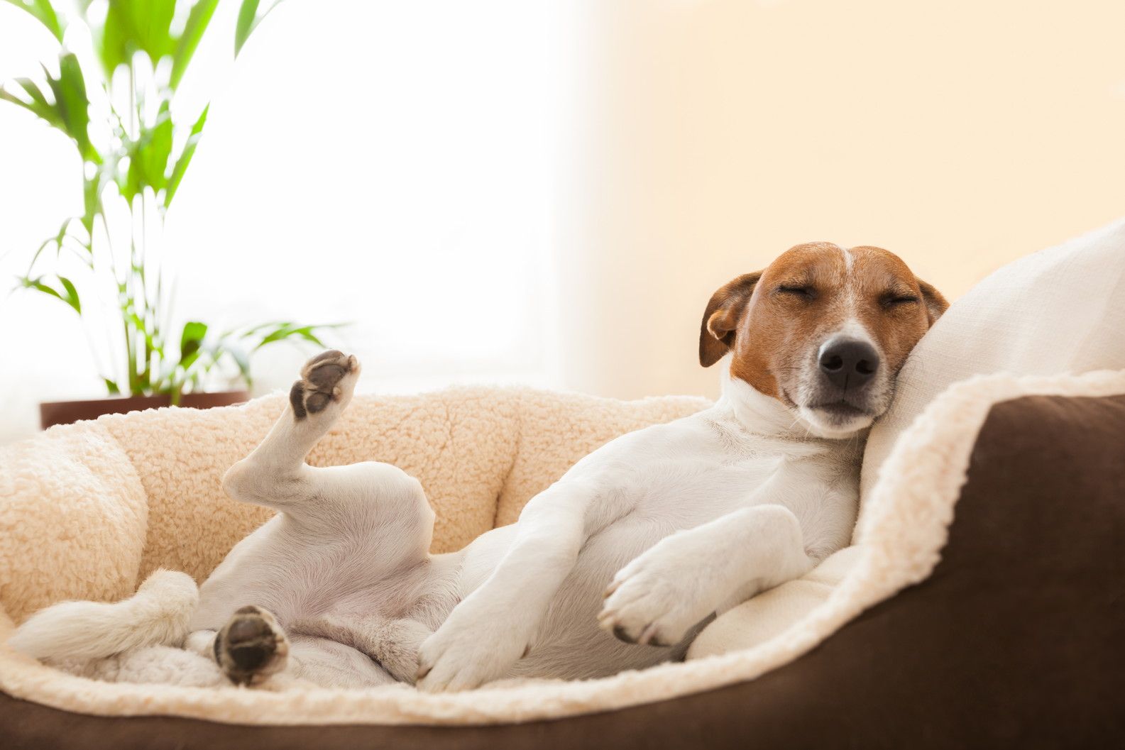 dog having a relaxing siesta in living room