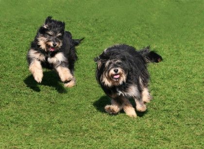 Two happy dogs running on the grass