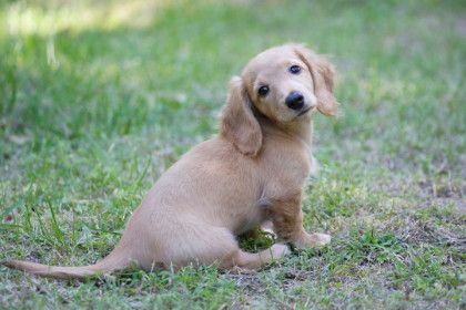 大きな垂れ耳がかわいい ダックスフンドはの魅力 飼い方のポイント 愛犬との旅行ならイヌトミィ