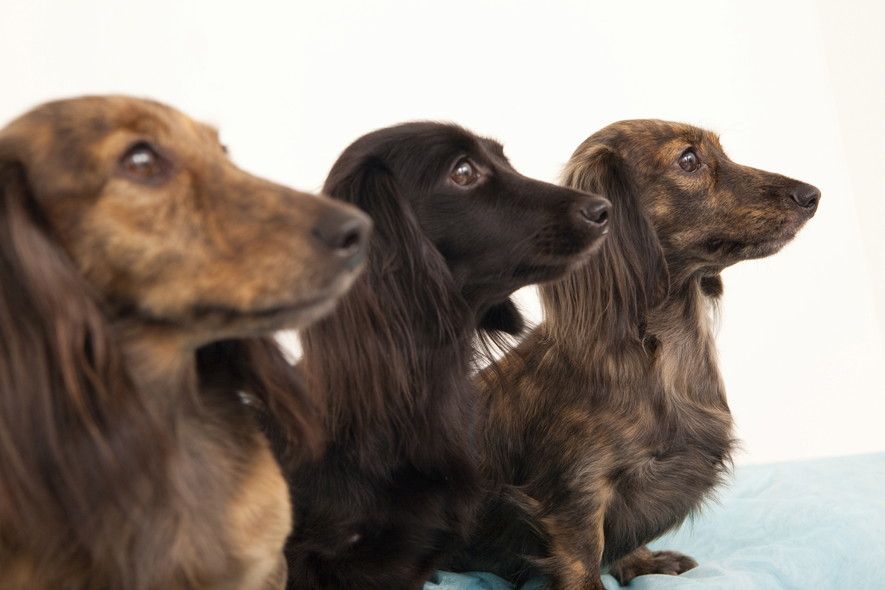 大きな垂れ耳がかわいい ダックスフンドはの魅力 飼い方のポイント 愛犬との旅行ならイヌトミィ