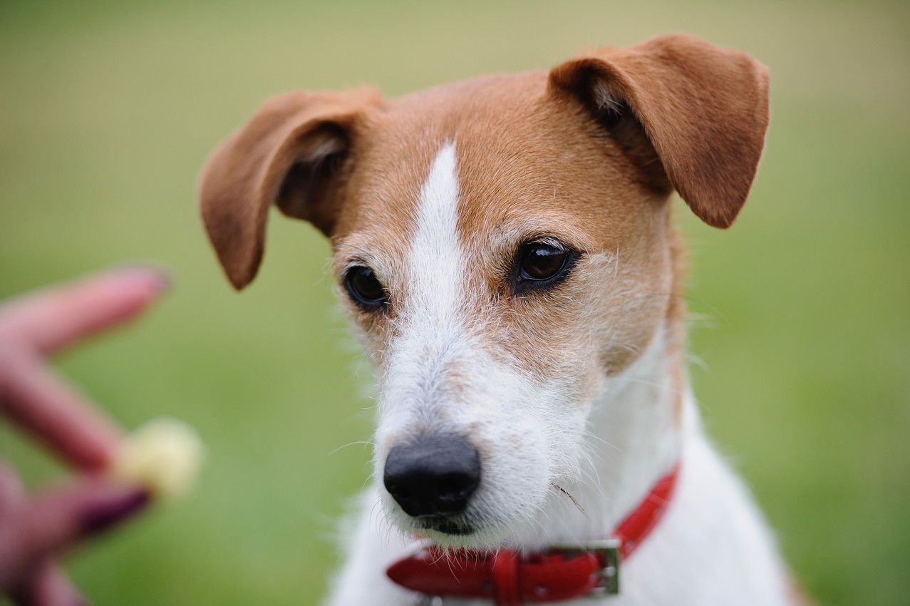 ダントツの脚力 ジャック ラッセル テリアの魅力と飼い方のポイントは 愛犬との旅行ならイヌトミィ