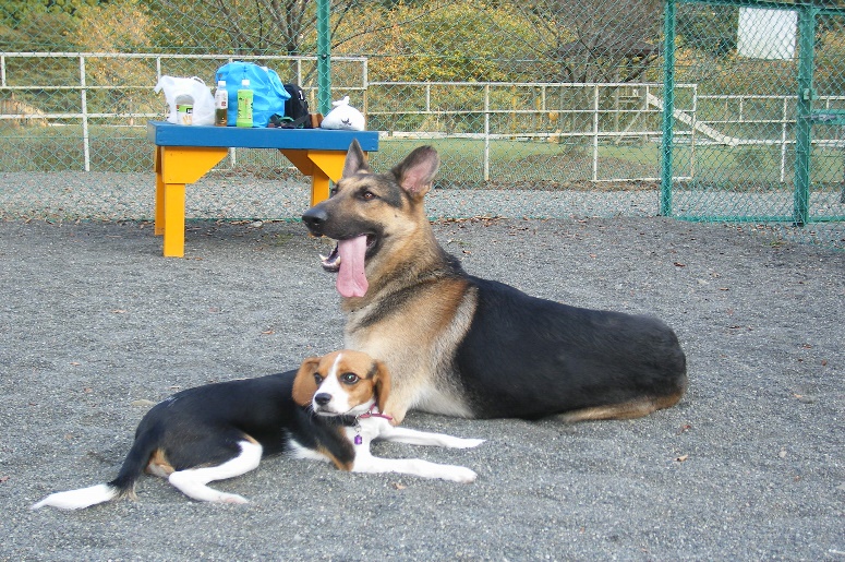 神奈川のおすすめドッグラン3選 足柄 江ノ島 愛甲郡 愛犬との旅行ならイヌトミィ