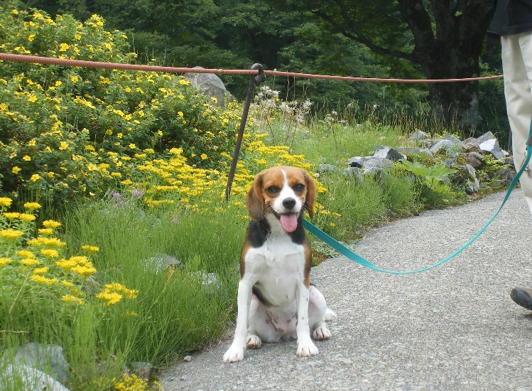 天空のお花畑♪アルプの里を愛犬と訪ねてみました＜新潟県・南魚沼郡＞