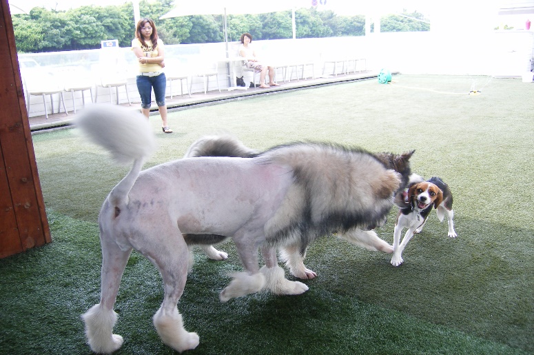 神奈川のおすすめドッグラン3選 足柄 江ノ島 愛甲郡 愛犬との旅行ならイヌトミィ