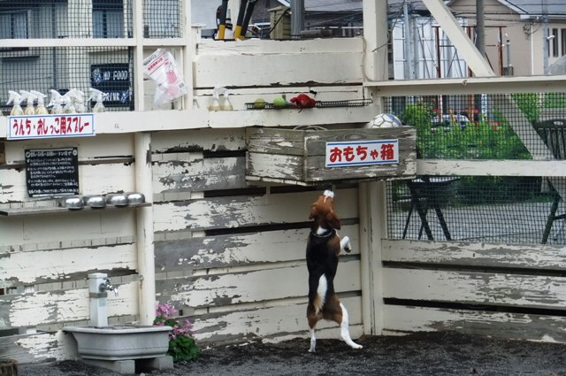 神奈川のおすすめドッグラン3選 足柄 江ノ島 愛甲郡 愛犬との旅行ならイヌトミィ