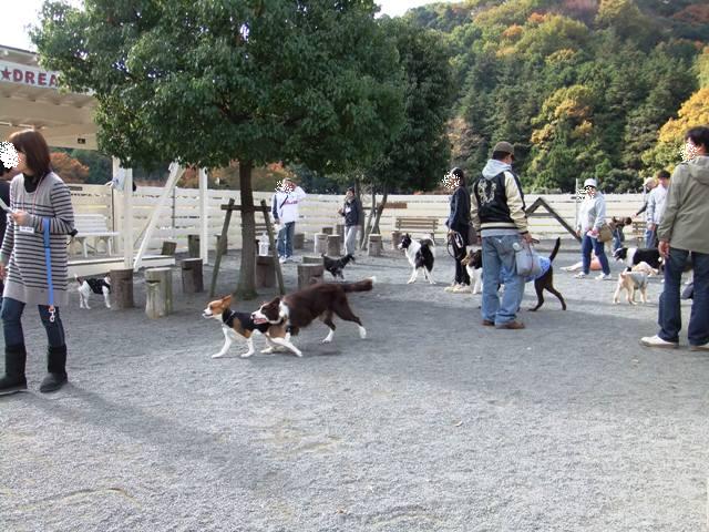 神奈川のおすすめドッグラン3選 足柄 江ノ島 愛甲郡 愛犬との旅行ならイヌトミィ
