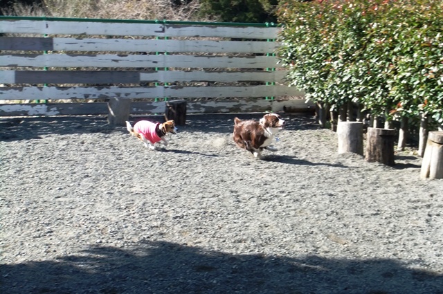 神奈川のおすすめドッグラン3選 足柄 江ノ島 愛甲郡 愛犬との旅行ならイヌトミィ