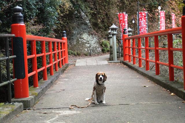 愛犬も一緒！美しい紅葉を奏でる大山登山＜神奈川県伊勢原市＞