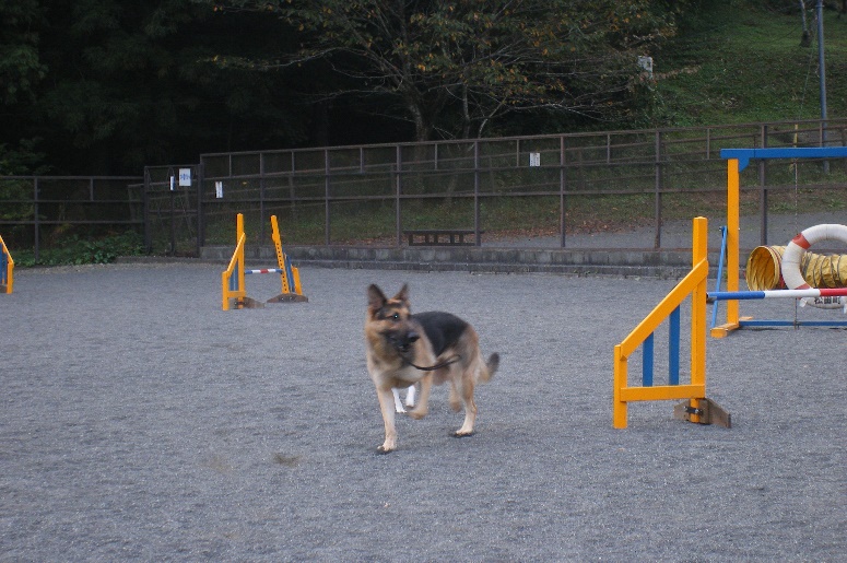 神奈川のおすすめドッグラン3選 足柄 江ノ島 愛甲郡 愛犬との旅行ならイヌトミィ