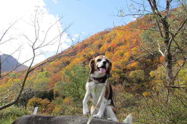 新潟の観光めぐり♪愛犬と紅葉を楽しんで歩いたあとはおすすめグルメ＜十日町・湯沢＞