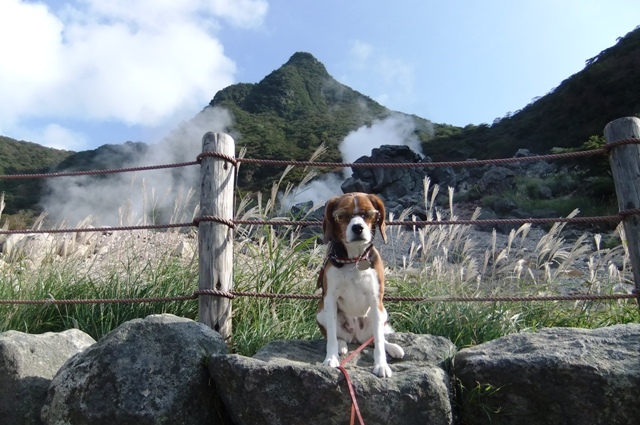 愛犬も一緒にロープウェイで行く箱根観光♪＜神奈川県箱根町＞