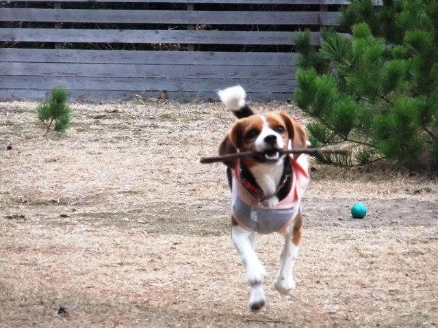 伊豆旅行～愛犬家に人気の宿ランキング上位「仔犬のワルツ」～＜静岡県・河津＞