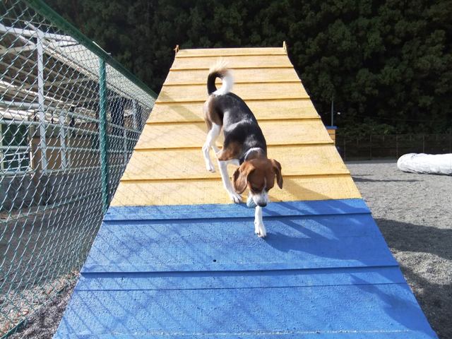 神奈川のおすすめドッグラン3選 足柄 江ノ島 愛甲郡 愛犬との旅行ならイヌトミィ