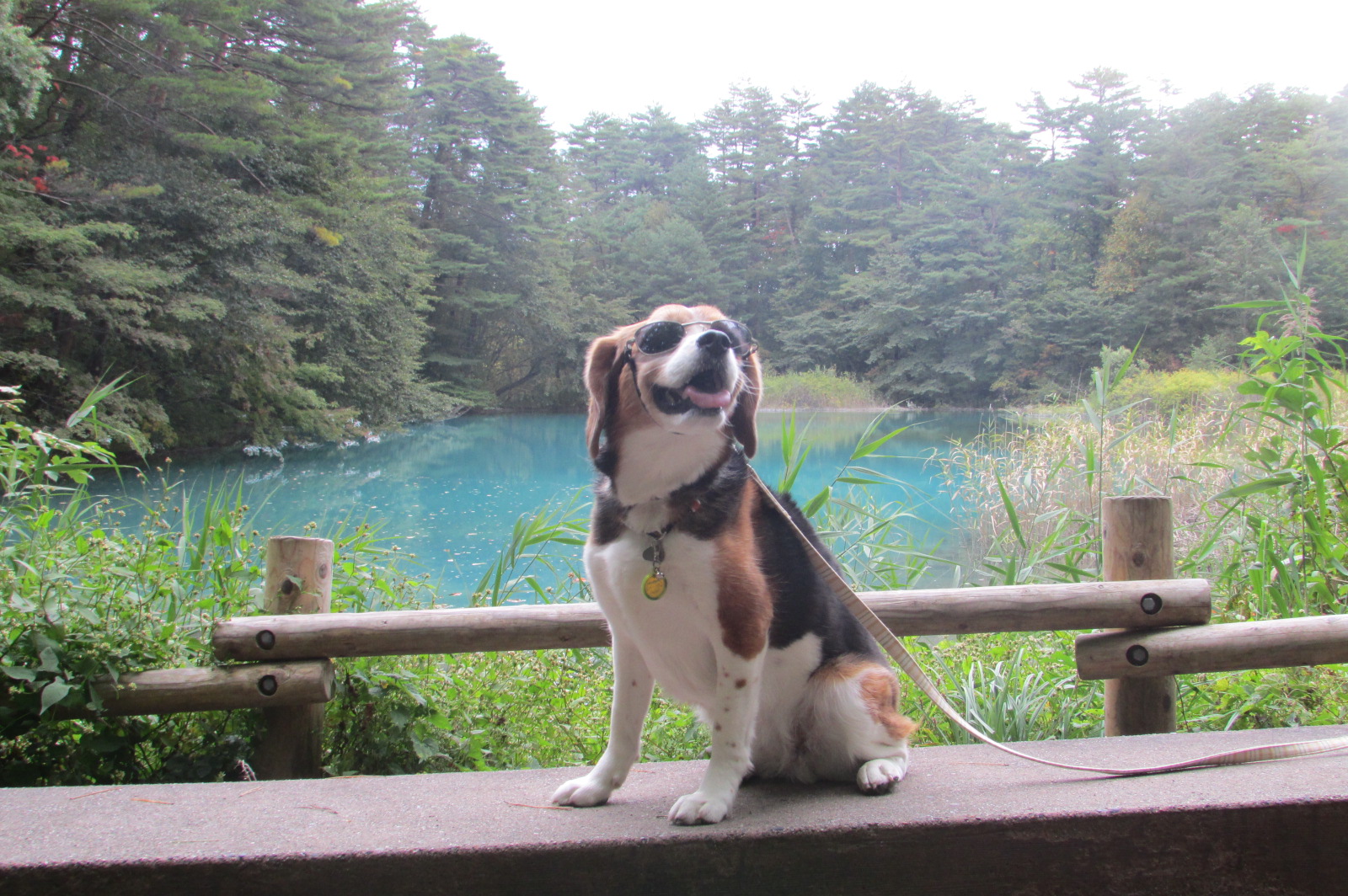 愛犬も一緒！みんなでワイワイ福島＆那須旅行＜福島県＞