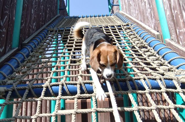 子供も愛犬も大満足！神奈川県立あいかわ公園＜神奈川県愛甲郡＞