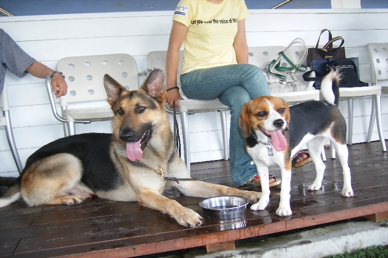 神奈川のおすすめドッグラン3選 足柄 江ノ島 愛甲郡 愛犬との旅行ならイヌトミィ