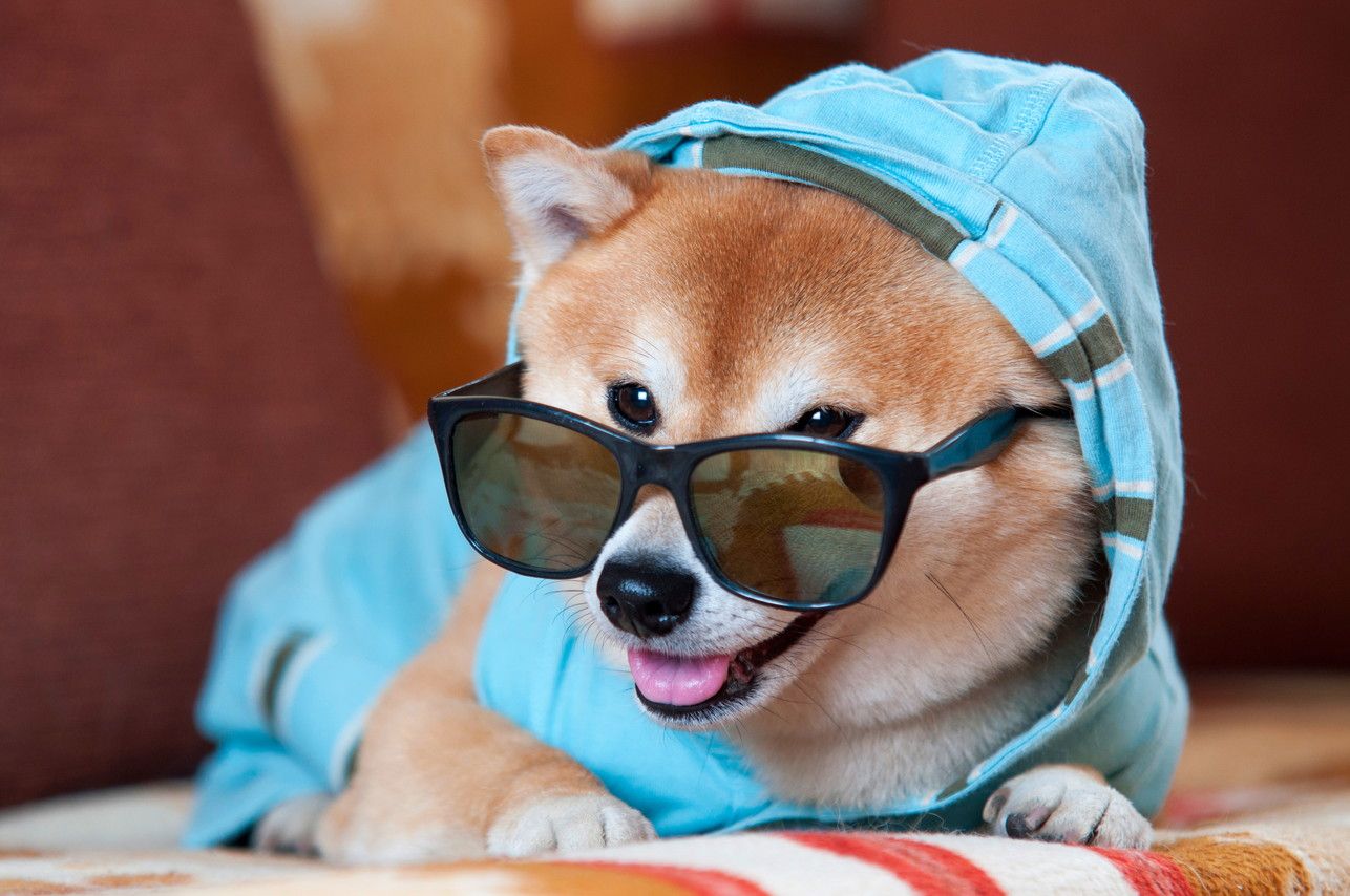 Clever and happy shiba inu dog with blue jacket, hood and glasses