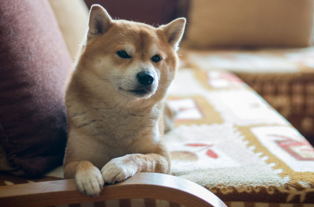 Dog on couch