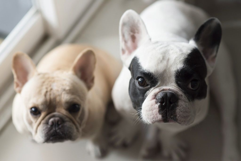 French bulldog sit and looking