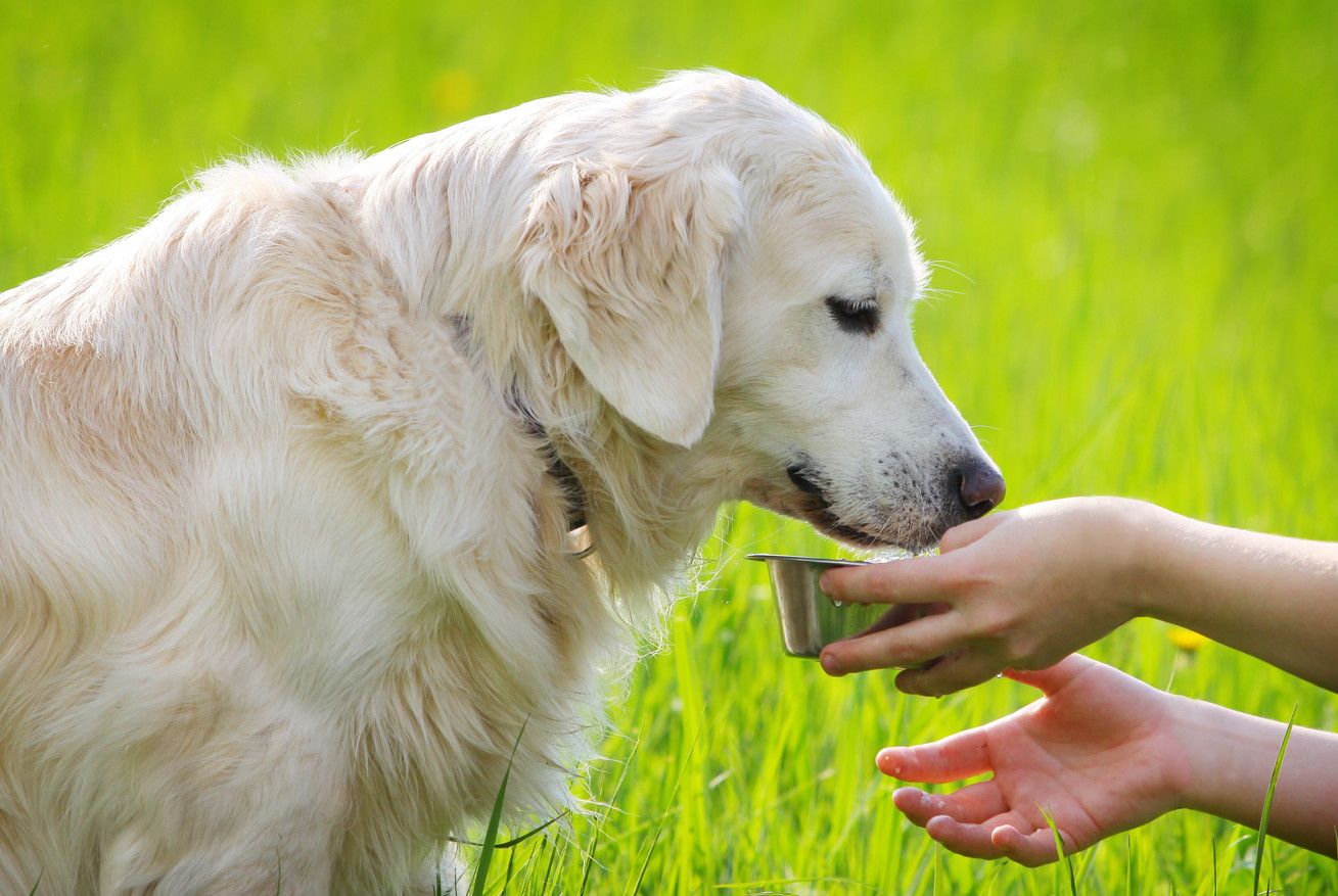 ペット専用ジムと老犬ホームでワンちゃんの暮らしも充実！