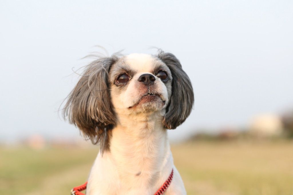 Shih Tzu dog in the evening at park.