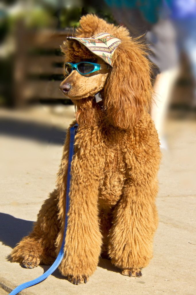 apricot poodle in sunglasses poses on the street