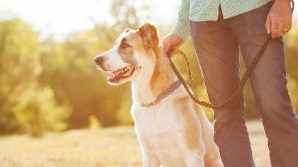 Man and central Asian shepherd walk in the park. He keeps the dog on the leash.