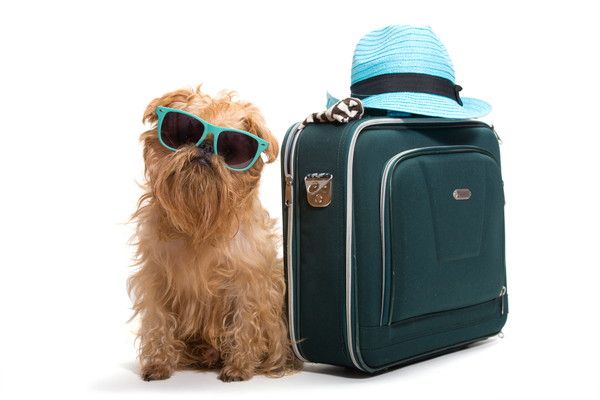 Dog ready for vacation, isolated on white background