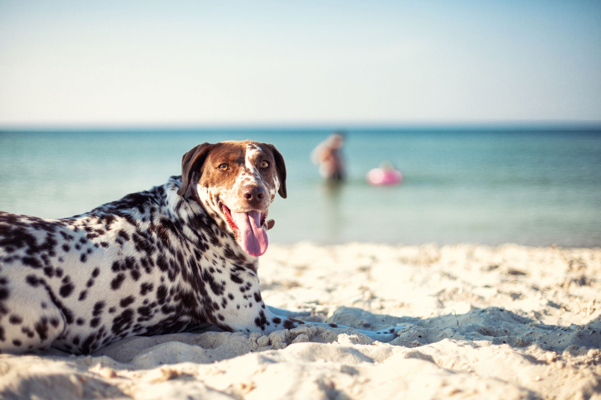 夏は愛犬と海水浴☆注意点と楽しみ方を知っておこう