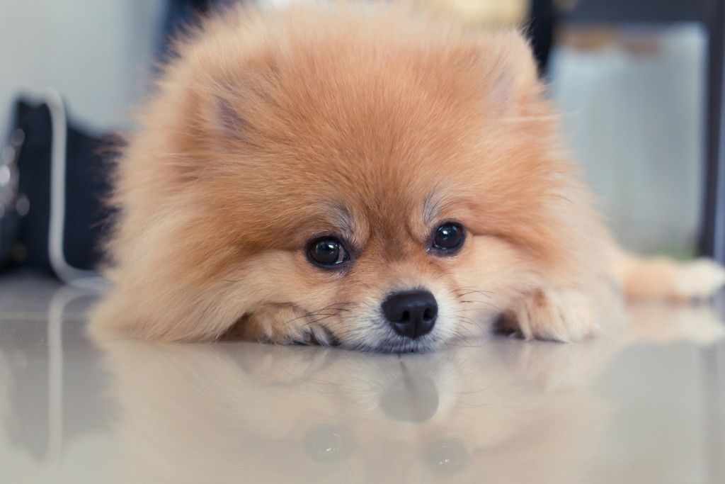 pomeranian puppy dog cute pets in home