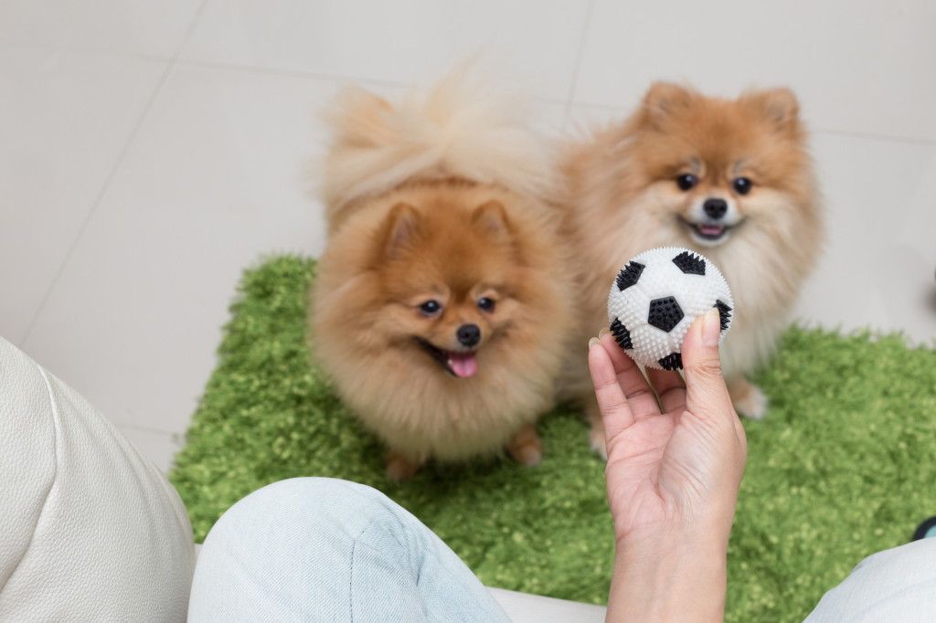 cute pets pomeranian dog happy playing ball in home