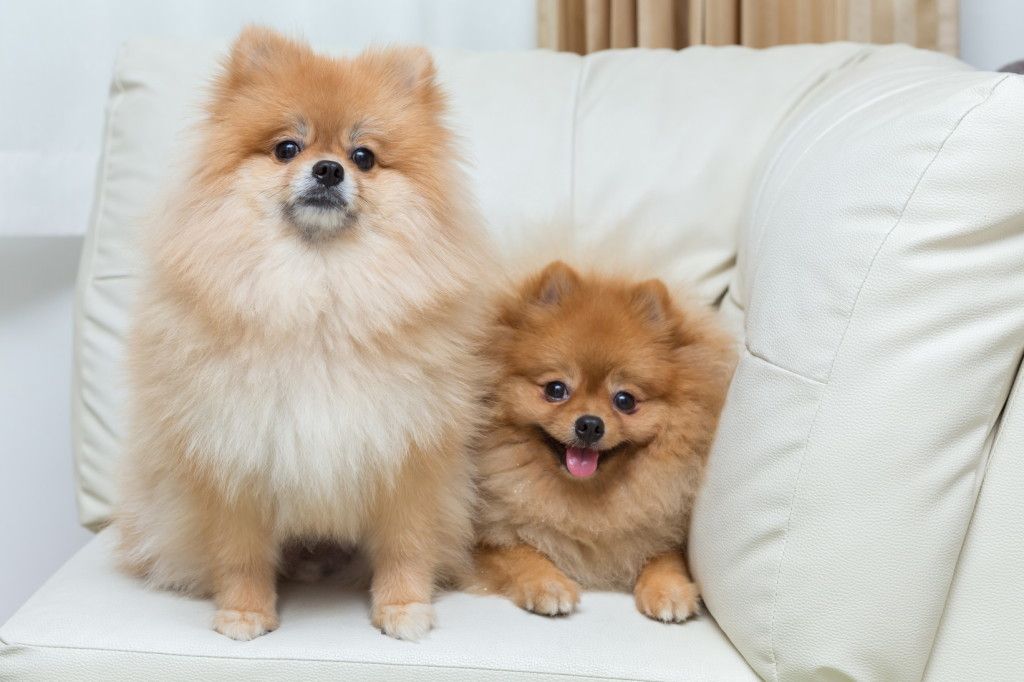 puppy pomeranian dog cute pets sitting on white sofa furniture